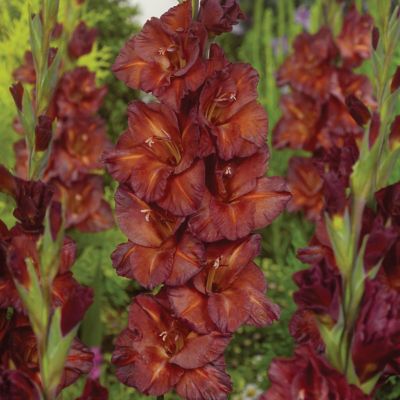 Van Zyverden Gladiolus Large Flowering Chocolate, Set of 12 Bulbs