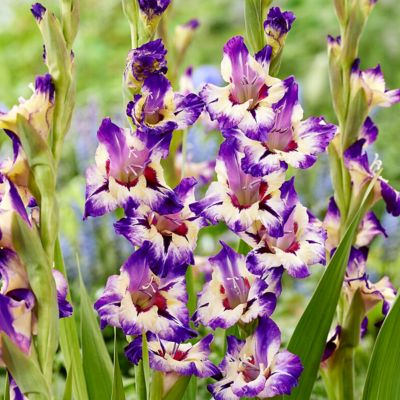 Van Zyverden Gladiolus Large Flowering Circus Color, Set of 12 Bulbs