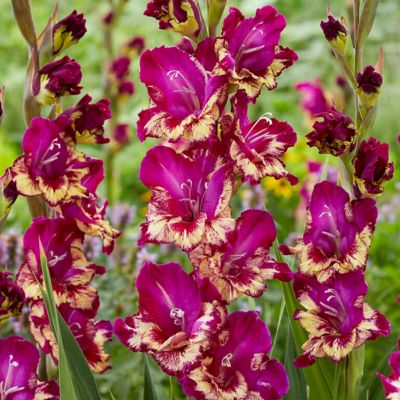 Van Zyverden Gladiolus Large Flowering Colour Club, Set of 12 Bulbs