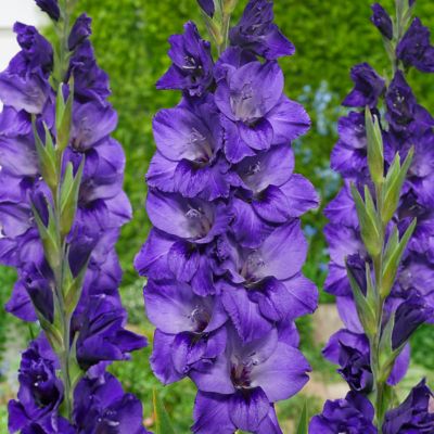 Van Zyverden Gladiolus Large Flowering Cookie, Set of 12 Bulbs