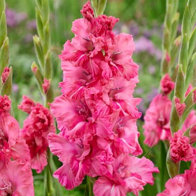 Van Zyverden Gladiolus Large Flowering Kingston Ruffle, Set of 12 Bulbs