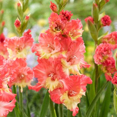 Van Zyverden Gladiolus Large Flowering Mango Muse, Set of 12 Bulbs