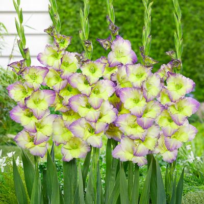 Van Zyverden Gladiolus Large Flowering Moonlight Shadow, Set of 12 Bulbs