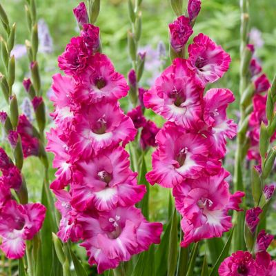 Van Zyverden Gladiolus Large Flowering Nablus, Set of 12 Bulbs