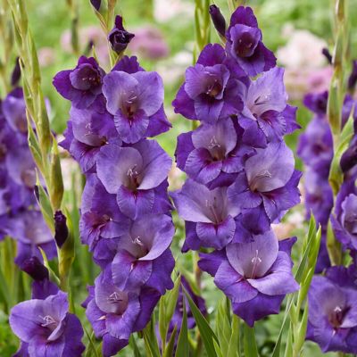 Van Zyverden Gladiolus Large Flowering Purple Magic, Set of 12 Bulbs