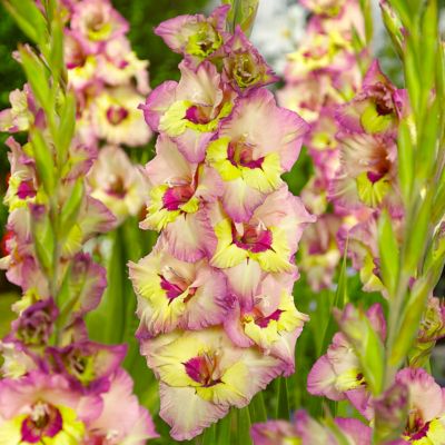 Van Zyverden Gladiolus Large Flowering Sapporo, Set of 12 Bulbs