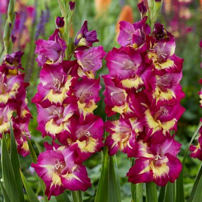 Van Zyverden Gladiolus Large Flowering Seashore, Set of 12 Bulbs