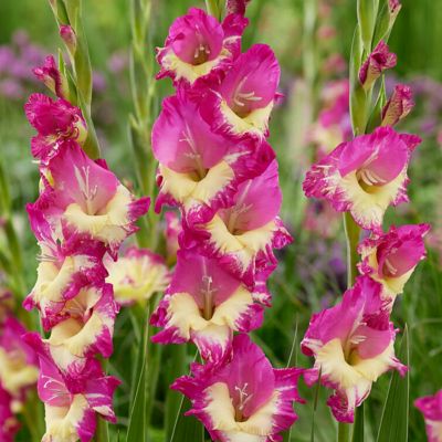 Van Zyverden Gladiolus Large Flowering Extravert, Set of 12 Bulbs