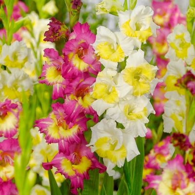 Van Zyverden Gladiolus Vivid Harmony Blend, Set of 15 Bulbs