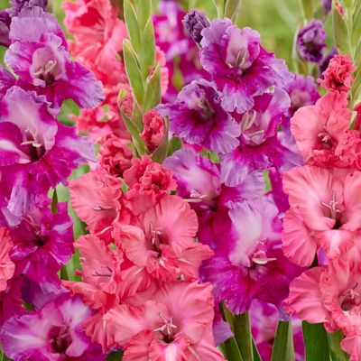 Van Zyverden Gladiolus Royal Radiance Blend, Set of 15 Bulbs