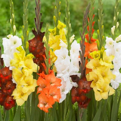 Van Zyverden Gladiolus Large Flowering Sunrise Blend, Set of 25 Bulbs