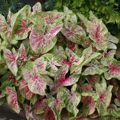 Van Zyverden Caladiums Dwarf Miss Muffet, Set of 3 Bulbs