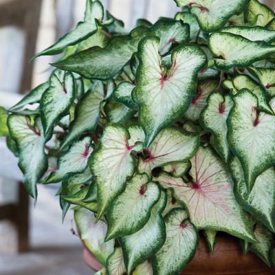 Van Zyverden Caladiums Strap Leaf White Wonder, Set of 3 Bulbs