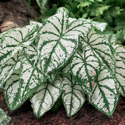 Van Zyverden Caladiums Fancy Leaf White Christmas, Set of 3 Bulbs