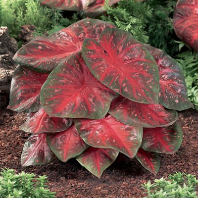 Van Zyverden Caladiums Fancy Leaf Red Flash, Set of 3 Bulbs