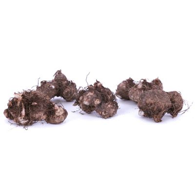 Image showing  Caladiums Fancy Leaf Red Flash, Set of 3 Bulbs