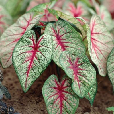 Van Zyverden Caladiums Fancy Leaf White Queen, Set of 3 Bulbs