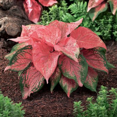 Van Zyverden Caladiums Strap Leaf Pink Symphony, Set of 3 Bulbs