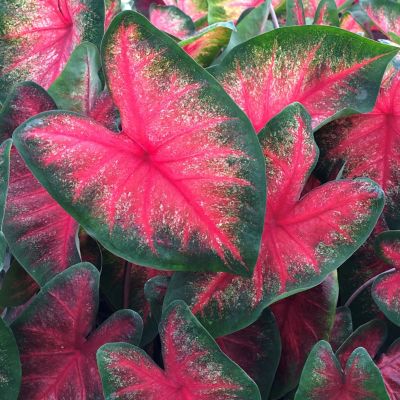 Van Zyverden Caladiums Fancy Leaf Bombshell, Set of 3 Bulbs