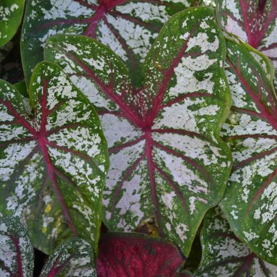 Van Zyverden Caladiums Fancy Leaf Carousel, Set of 3 Bulbs