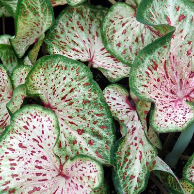 Van Zyverden Caladiums Strap Leaf Gingerland, Set of 3 Bulbs