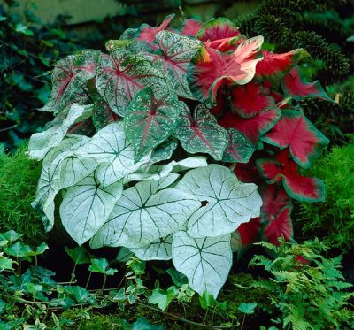 Van Zyverden Caladiums Fancy Leaf Mixed, Set of 6 Bulbs
