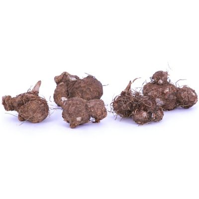 Image showing  Caladiums Fancy Leaf Mixed, Set of 6 Bulbs