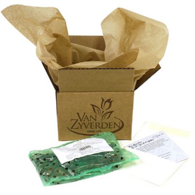 Image showing  Caladiums Fancy Leaf Mixed, Set of 6 Bulbs