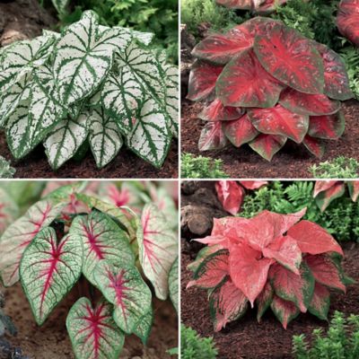 Van Zyverden Caladiums Collection 4 Varieties, Set of 12 Bulbs
