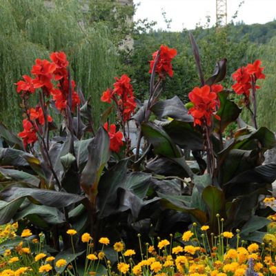 Image showing  Cannas Giant Black Knight, Set of 3 Bulbs
