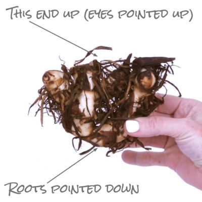 Image showing  Cannas Giant Black Knight, Set of 3 Bulbs