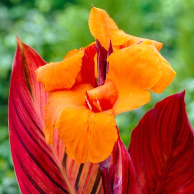 Van Zyverden Cannas Phaison, Set of 3 Bulbs