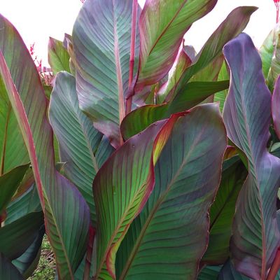 Van Zyverden Giant Cannas World's Tallest Cannas Musifolia, Set of 3 Bulbs