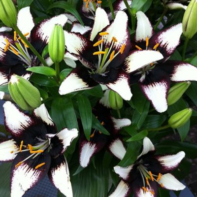 Van Zyverden Lilies Asiatic Black Eye, Set of 3 Bulbs