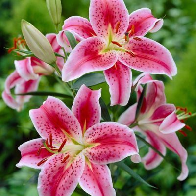 Van Zyverden Lilies Oriental Stargazer Quantity Landscape Pack Saver, Set of 210 Bulbs