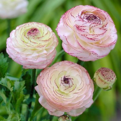 Van Zyverden Butter Cups Ranunculus Double Picotee, Set of 7 Bulbs