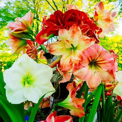 Van Zyverden Landscape Amaryllis For Southern Gardens, Set of 5 Bulbs
