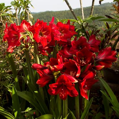 Van Zyverden Red Landscape Amaryllis For Southern Gardens, Set of 5 Bulbs