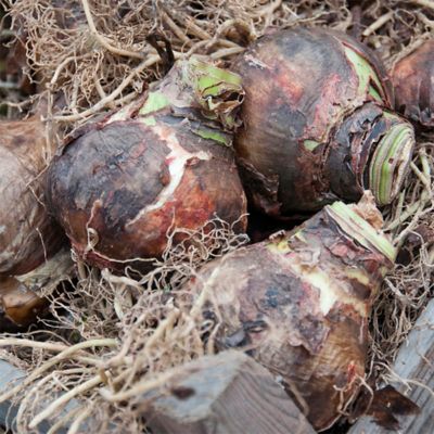 Image showing  Red Landscape Amaryllis For Southern Gardens, Set of 5 Bulbs
