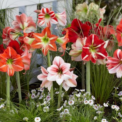 Van Zyverden Amaryllis Kitchen Sink Mixture, Set of 5 Bulbs