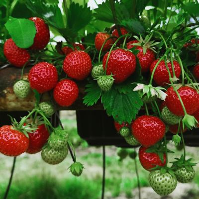 Van Zyverden Everbearing Strawberries Chandler, Set of 20 Roots