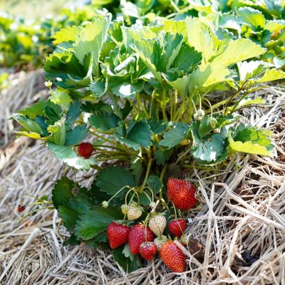 Image showing  Everbearing Strawberries Chandler, Set of 20 Roots