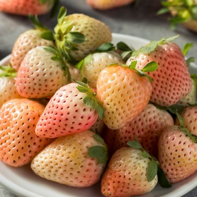 Van Zyverden Dayneutral Strawberries Flamingo, Set of 20 Roots