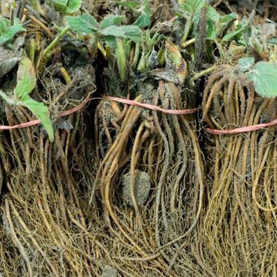 Image showing  Dayneutral Strawberries Flamingo, Set of 20 Roots