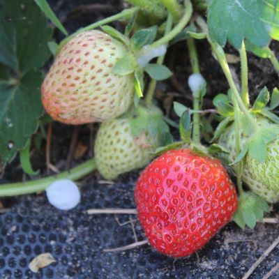 Image showing  Junebearing Strawberries Allstar, Set of 20 Roots
