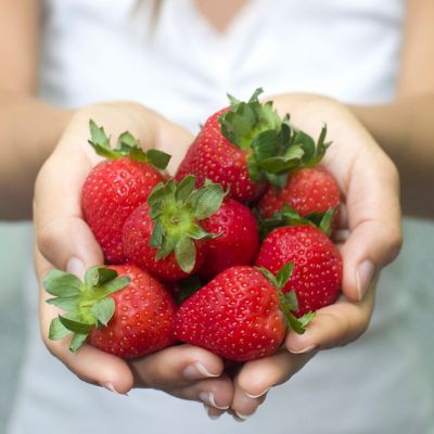 Image showing  Everbearing Strawberries Fort Laramie, Set of 20 Roots