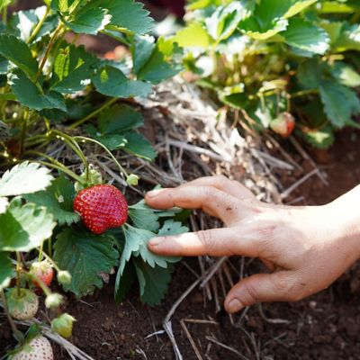 Image showing  Dayneutral Strawberries Albion, Set of 20 Roots