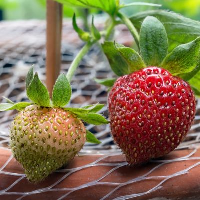 Image showing  Dayneutral Strawberries Albion, Set of 20 Roots