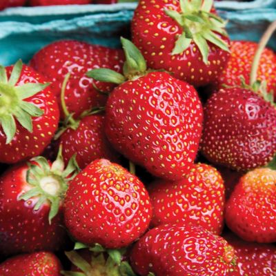 Van Zyverden Dayneutral Strawberries Seascape, Set of 20 Roots