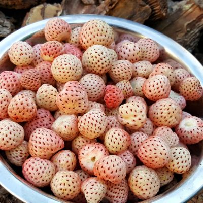 Van Zyverden Speciality Strawberries White Carolina, Set of 20 Roots